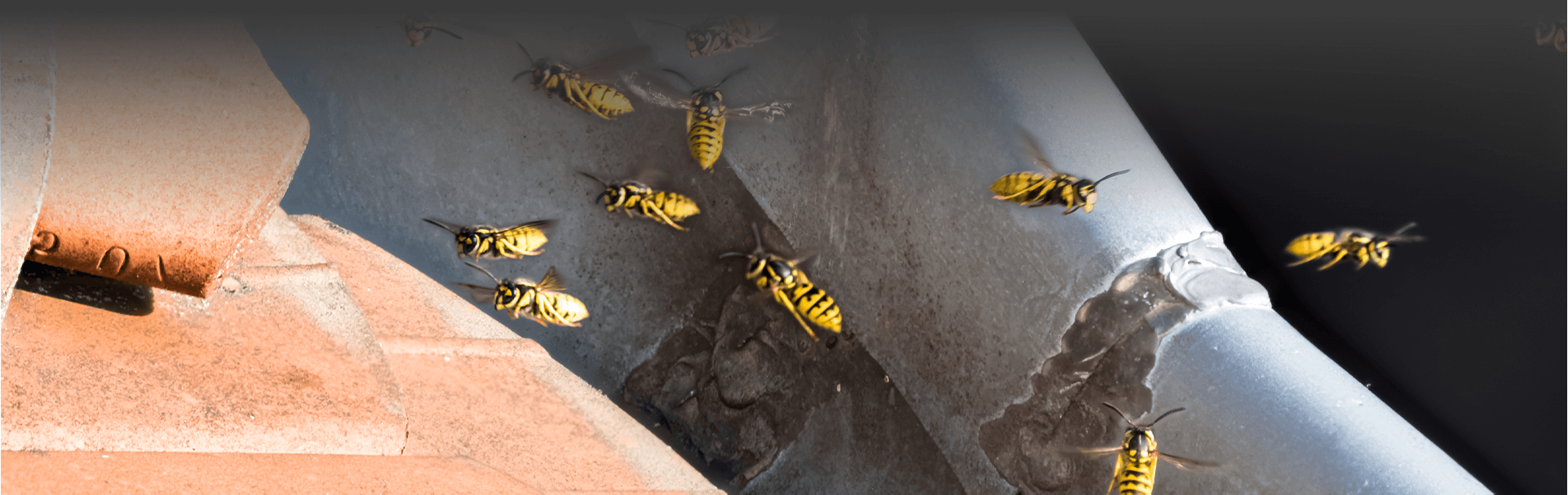 Wasp/Bees - Cal-Rid Pest Control Specialists
