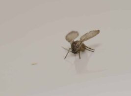 Drain,Fly.,Schamann.,Las,Palmas,De,Gran,Canaria.,Gran,Canaria. Drain,Fly.,Schamann.,Las,Palmas,De,Gran,Canaria.,Gran,Canaria.