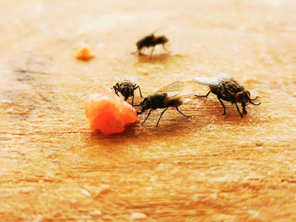 House,Fly.,Parasite,Insect,On,A,Kitchen,Chop,Board