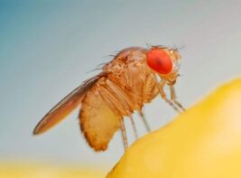 Fruit,Fly,Or,Vinegar,Fly,(drosophila,Melanogaster),On,Banana,Fruit Fruit,Fly,Or,Vinegar,Fly,(drosophila,Melanogaster),On,Banana,Fruit