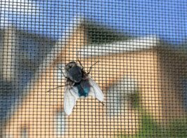 Fly on window screen, closeup Fly on window screen, closeup