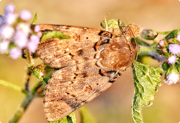 THE TOP INSECTS TO WATCH OUT FOR IN CALGARY AND HOW TO GET RID OF THEM