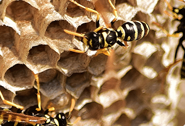 WHY DO YOU NEED TO HAVE PROFESSIONAL WASP CONTROL?