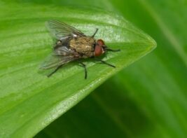 clusterfly clusterfly