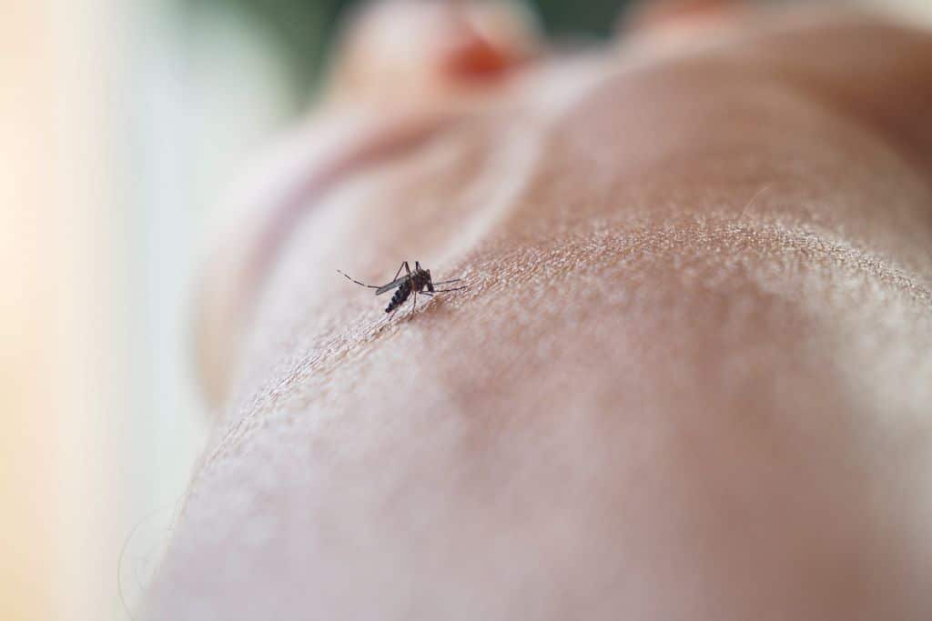 A,Closeup,Image,Of,A,Mosquito,Feeding,On,A,Human