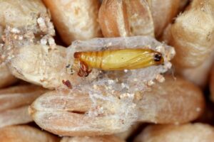 Indian-Meal-Moth2-300x200